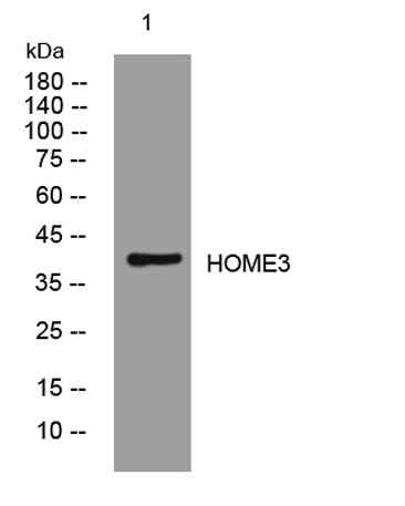 HOME3 rabbit pAb