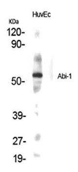 Abi-1 rabbit pAb