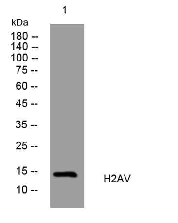 H2AV rabbit pAb