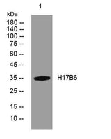 H17B6 rabbit pAb