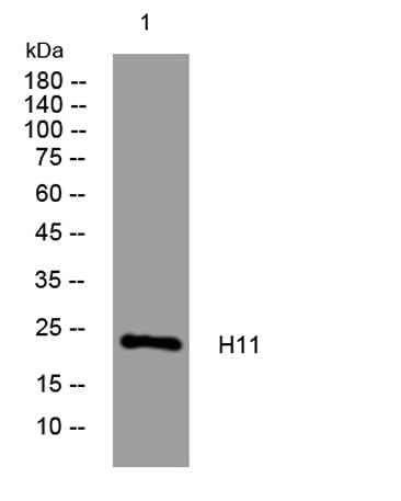 H11 rabbit pAb