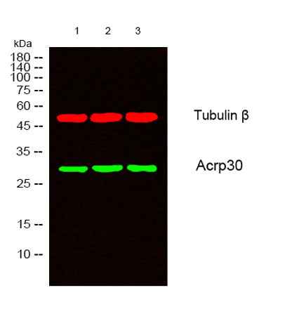 Acrp30 rabbit pAb