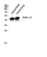 Actin α3 rabbit pAb