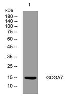 GOGA7 rabbit pAb