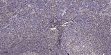 GNG2 Rabbit pAb