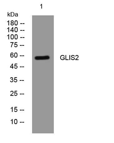 GLIS2 rabbit pAb