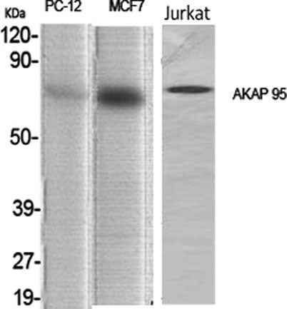 AKAP 95 rabbit pAb