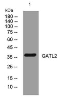 GATL2 rabbit pAb