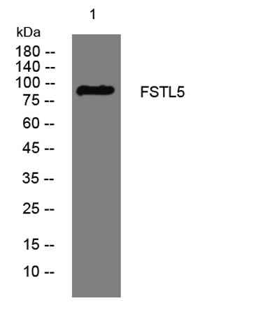 FSTL5 rabbit pAb