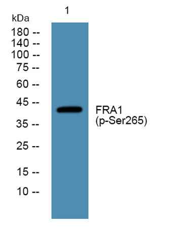 FRA1 (phospho-Ser265) rabbit pAb