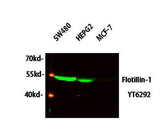Flotillin-1 rabbit pAb