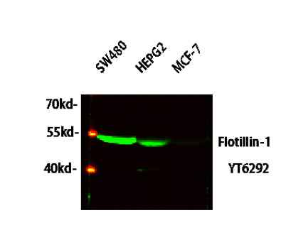 Flotillin-1 rabbit pAb