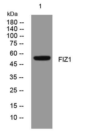 FIZ1 rabbit pAb