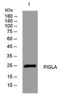 FIGLA rabbit pAb