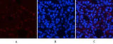AMPKα1 rabbit pAb