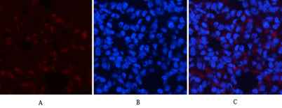 AMPKα1 rabbit pAb