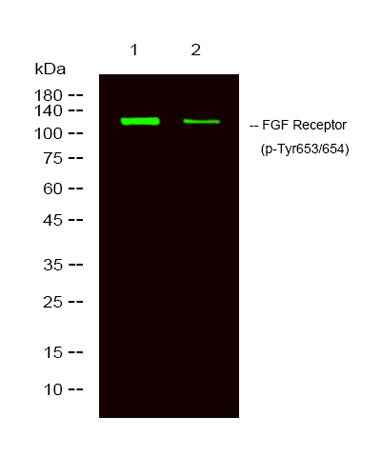 FGF Receptor (phospho-Tyr653/654) rabbit pAb