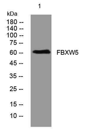 FBXW5 rabbit pAb
