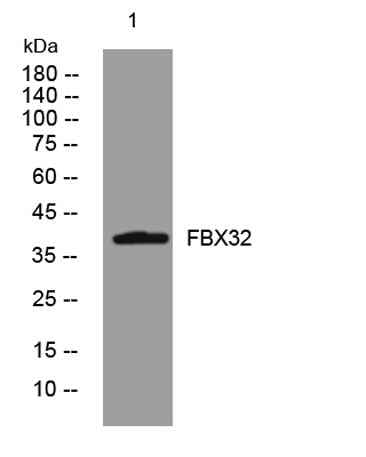 FBX32 rabbit pAb