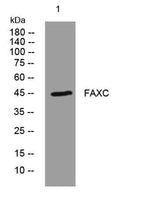 FAXC rabbit pAb