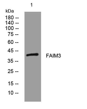FAIM3 rabbit pAb