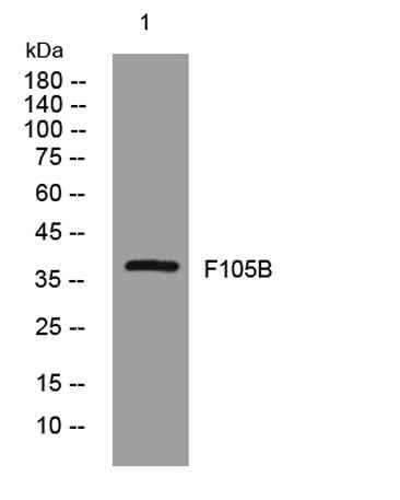 F105B rabbit pAb