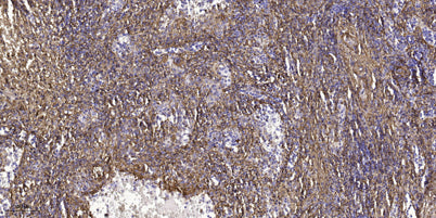 EYS rabbit pAb 50µL/100µL
