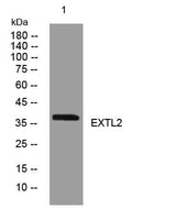 EXTL2 rabbit pAb