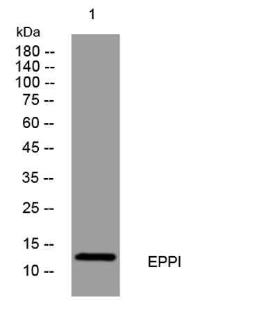 EPPI rabbit pAb