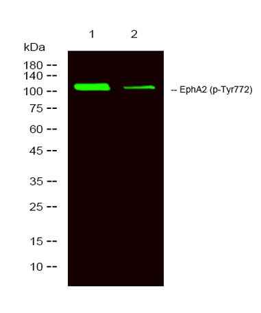 EphA2 (phospho-Tyr772) rabbit pAb