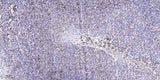 EPHA1 (Phospho-Tyr605) rabbit pAb