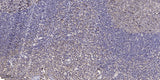 ELOF1 Rabbit pAb 50µL/100µL