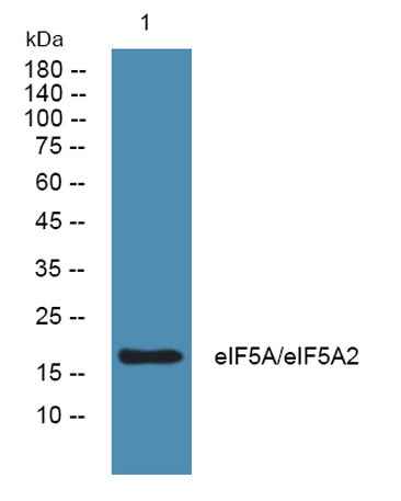 eIF5A/eIF5A2 rabbit pAb