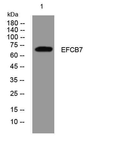 EFCB7 rabbit pAb