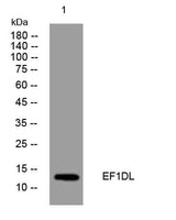 EF1DL rabbit pAb