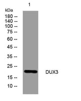 DUX3 rabbit pAb