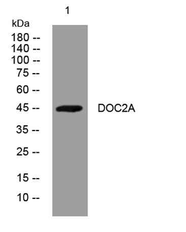 DOC2A rabbit pAb