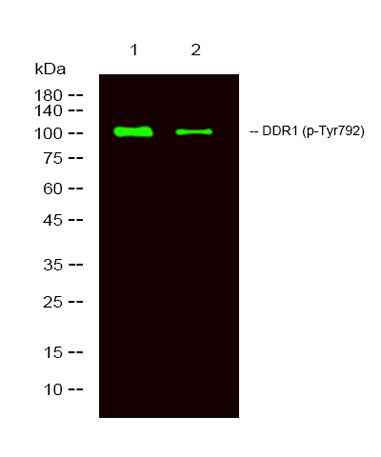 DDR1 (phospho-Tyr792) rabbit pAb