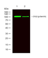 CYLD (phospho-Ser418) rabbit pAb