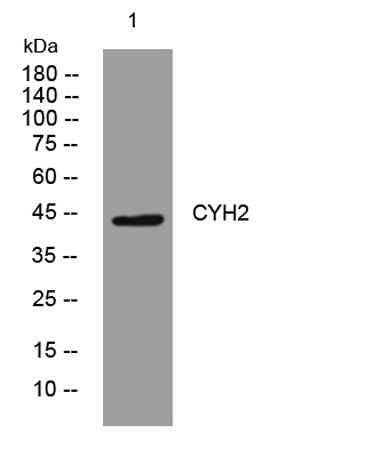 CYH2 rabbit pAb