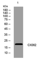 CX062 rabbit pAb 50µL/100µL