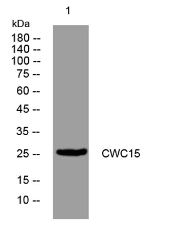 CWC15 rabbit pAb 50µL/100µL