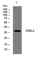 CREL2 rabbit pAb
