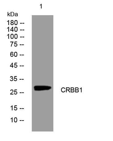 CRBB1 rabbit pAb
