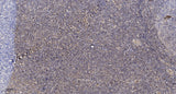 COX82 Rabbit pAb 50µL/100µL