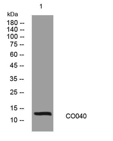 CO040 rabbit pAb