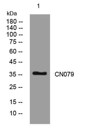 CN079 rabbit pAb