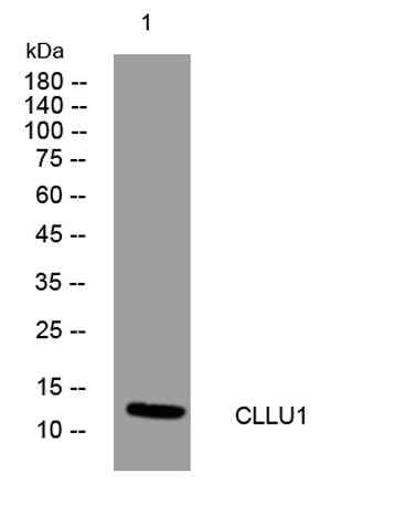 CLLU1 rabbit pAb
