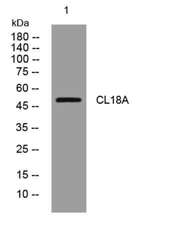 CL18A rabbit pAb