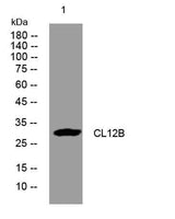 CL12B rabbit pAb